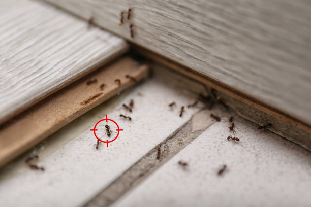 Best Exterminator Services  in Bunker Hill Village, TX