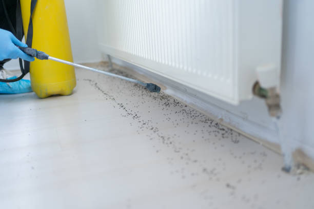 Best Affordable Pest Control Services  in Bunker Hill Village, TX